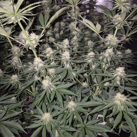 Tangerine dream 🌴 (60-65bt)  growlog timeline photo