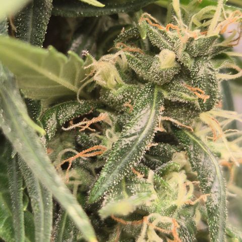 💚CHOCOLOPE 🍫 ☕️auto (56-63 BT) growlog timeline photo