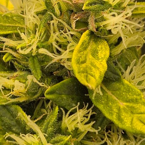💚CHOCOLOPE 🍫 ☕️auto (56-63 BT) growlog timeline photo