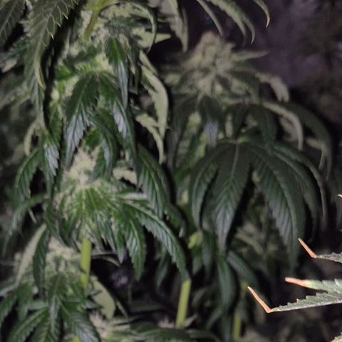 💚Bubba kush 🦝 (56-63 BT) growlog timeline photo