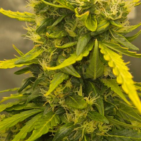 💚CHOCOLOPE 🍫 ☕️auto (56-63 BT) growlog timeline photo