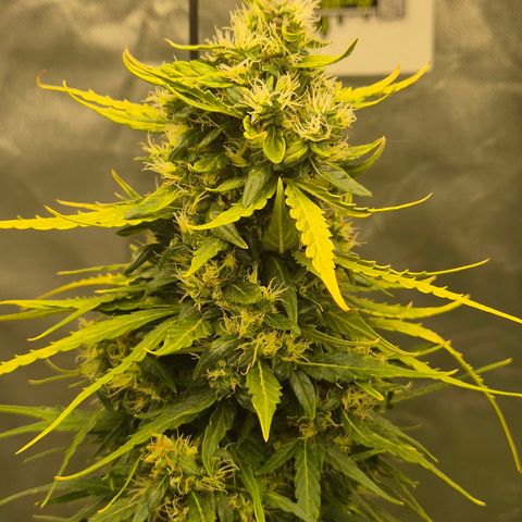 💚CHOCOLOPE 🍫 ☕️auto (56-63 BT) growlog timeline photo