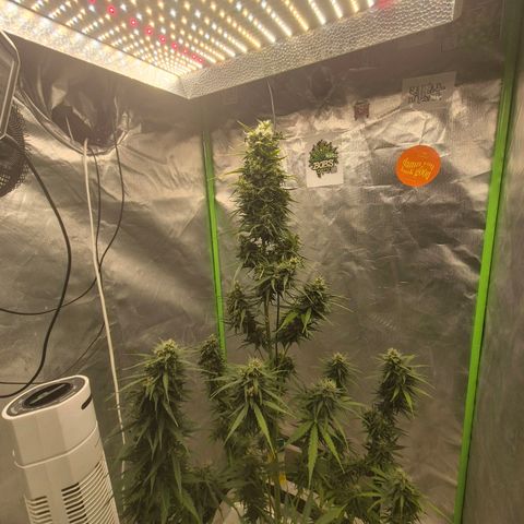 💚CHOCOLOPE 🍫 ☕️auto (56-63 BT) growlog timeline photo
