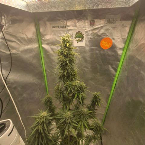 💚CHOCOLOPE 🍫 ☕️auto (56-63 BT) growlog timeline photo