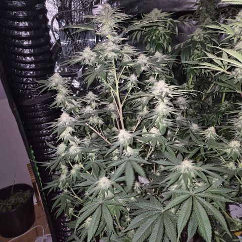 Mimosa evo stecki  🍊🍋🍍 (65-70bt) growlog timeline photo