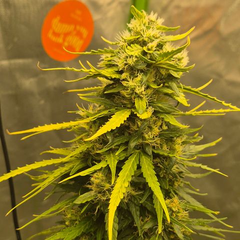 💚CHOCOLOPE 🍫 ☕️auto (56-63 BT) growlog timeline photo