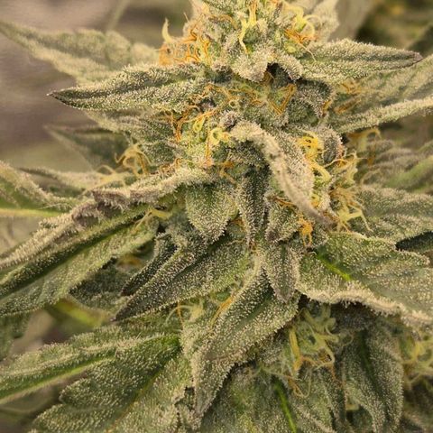💚CHOCOLOPE 🍫 ☕️auto (56-63 BT) growlog timeline photo