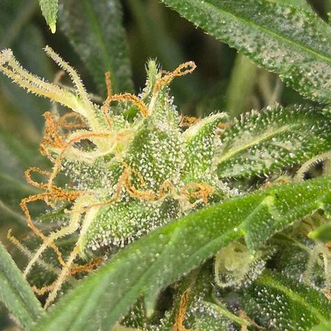 💚CHOCOLOPE 🍫 ☕️auto (56-63 BT) growlog timeline photo