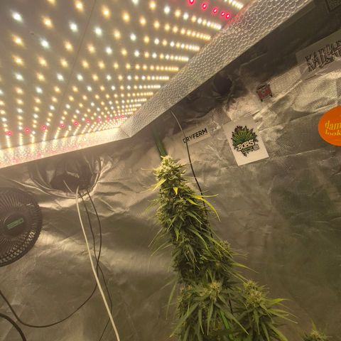 💚CHOCOLOPE 🍫 ☕️auto (56-63 BT) growlog timeline photo