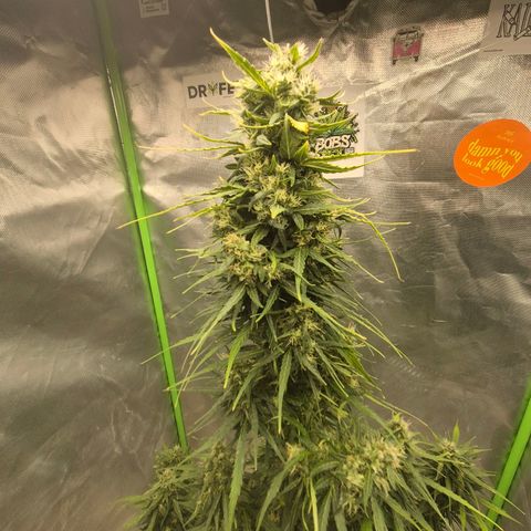 💚CHOCOLOPE 🍫 ☕️auto (56-63 BT) growlog timeline photo