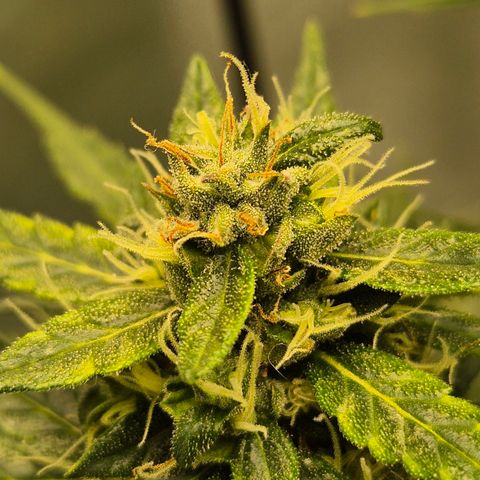 💚CHOCOLOPE 🍫 ☕️auto (56-63 BT) growlog timeline photo