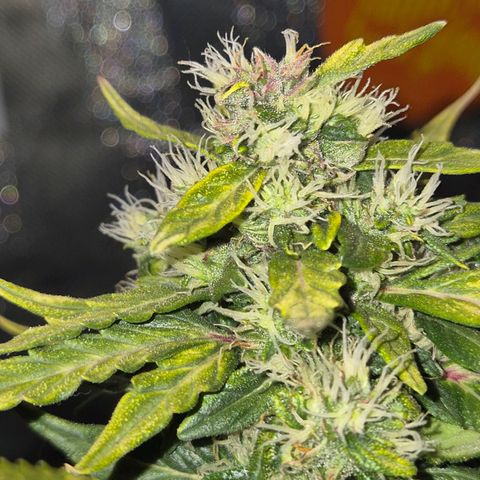 💚CHOCOLOPE 🍫 ☕️auto (56-63 BT) growlog timeline photo