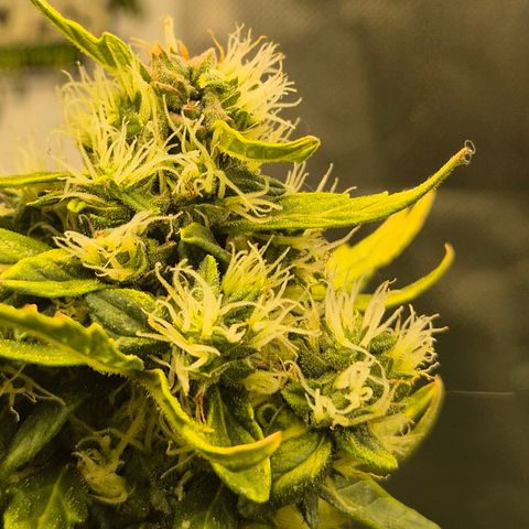 💚CHOCOLOPE 🍫 ☕️auto (56-63 BT) growlog timeline photo