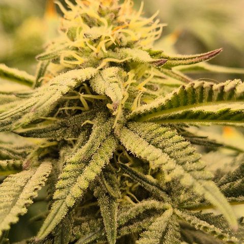 Mimosa evo stecki  🍊🍋🍍 (65-70bt) growlog timeline photo