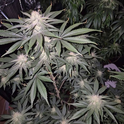 Mimosa evo stecki  🍊🍋🍍 (65-70bt) growlog timeline photo