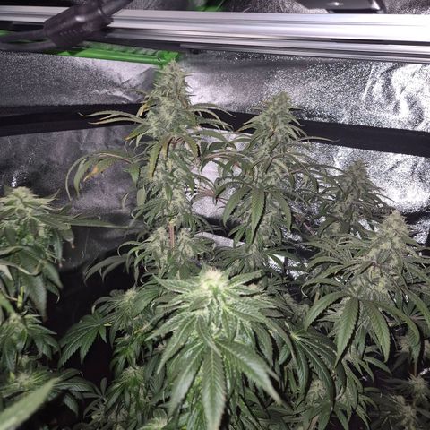 ICE 💚🧊 (63-70bt) growlog timeline photo