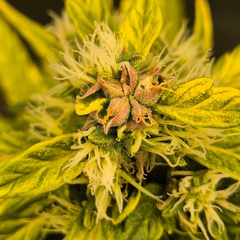 💚CHOCOLOPE 🍫 ☕️auto (56-63 BT) growlog timeline photo