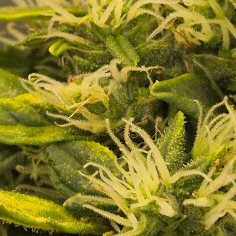 💚CHOCOLOPE 🍫 ☕️auto (56-63 BT) growlog timeline photo