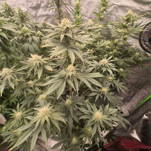 Mimosa evo stecki  🍊🍋🍍 (65-70bt) growlog timeline photo