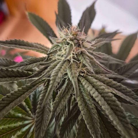 Mimosa evo stecki  🍊🍋🍍 (65-70bt) growlog timeline photo