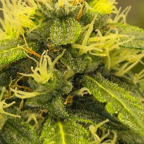 💚CHOCOLOPE 🍫 ☕️auto (56-63 BT) growlog timeline photo