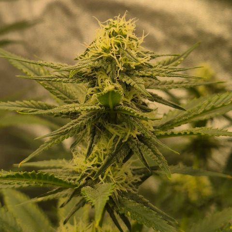 Tangerine dream 🌴 (60-65bt)  growlog timeline photo