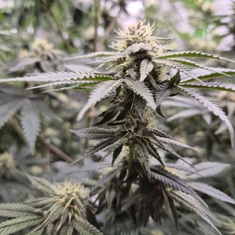 Mimosa evo stecki  🍊🍋🍍 (65-70bt) growlog timeline photo