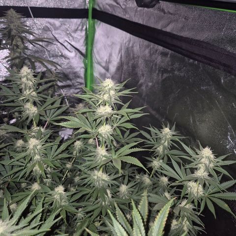 Tangerine dream 🌴 (60-65bt)  growlog timeline photo