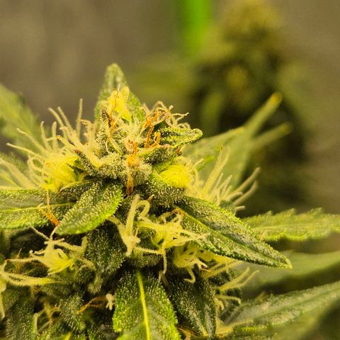 💚CHOCOLOPE 🍫 ☕️auto (56-63 BT) growlog timeline photo