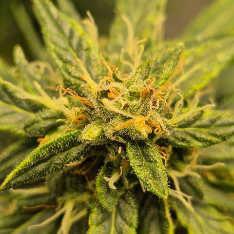 💚CHOCOLOPE 🍫 ☕️auto (56-63 BT) growlog timeline photo