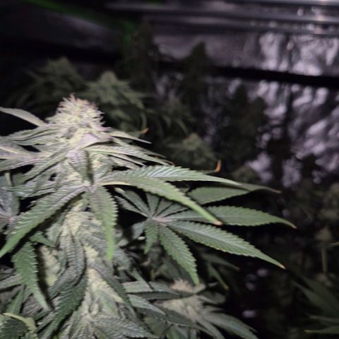 Mimosa evo stecki  🍊🍋🍍 (65-70bt) growlog timeline photo