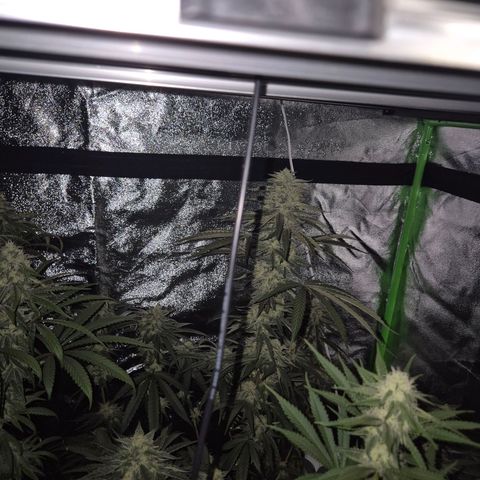 Ice cream cake 🍰 & permanent marker🖊(65-73bt) growlog timeline photo