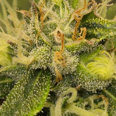 💚CHOCOLOPE 🍫 ☕️auto (56-63 BT) growlog timeline photo