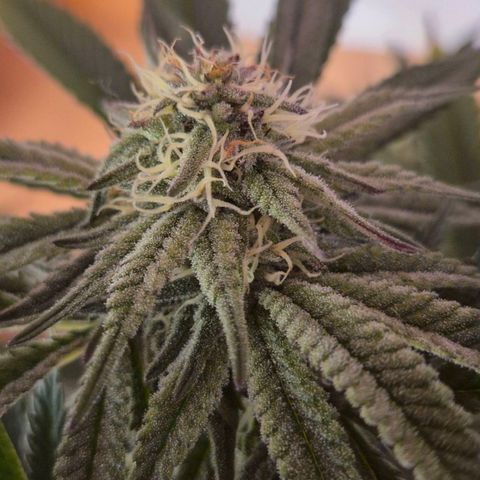 Mimosa evo stecki  🍊🍋🍍 (65-70bt) growlog timeline photo