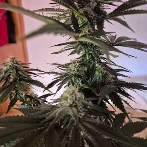 Mimosa evo stecki  🍊🍋🍍 (65-70bt) growlog timeline photo