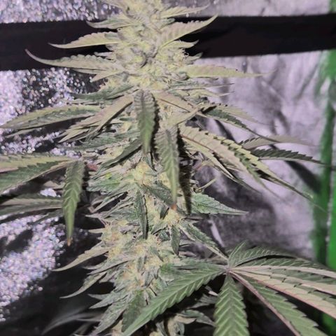 Ice cream cake 🍰 & permanent marker🖊(65-73bt) growlog timeline photo