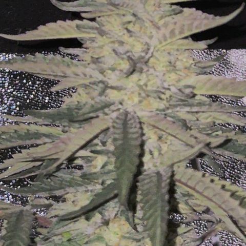Ice cream cake 🍰 & permanent marker🖊(65-73bt) growlog timeline photo