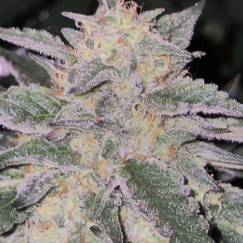 Ice cream cake 🍰 & permanent marker🖊(65-73bt) growlog timeline photo