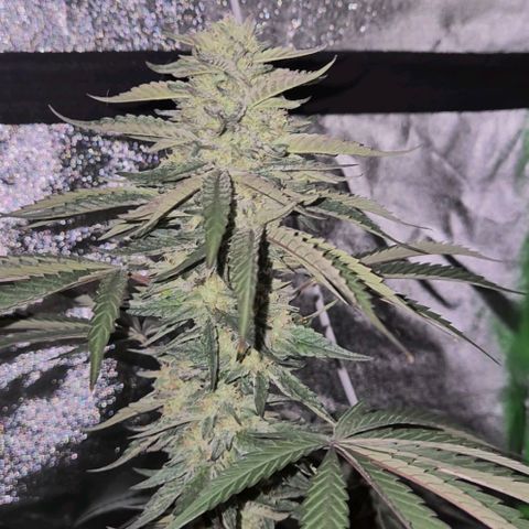 Ice cream cake 🍰 & permanent marker🖊(65-73bt) growlog timeline photo