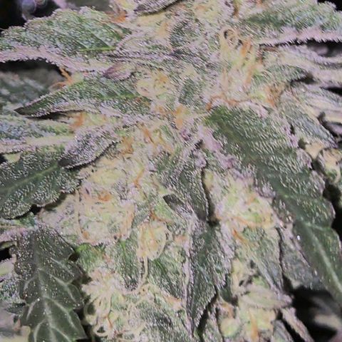 Ice cream cake 🍰 & permanent marker🖊(65-73bt) growlog timeline photo