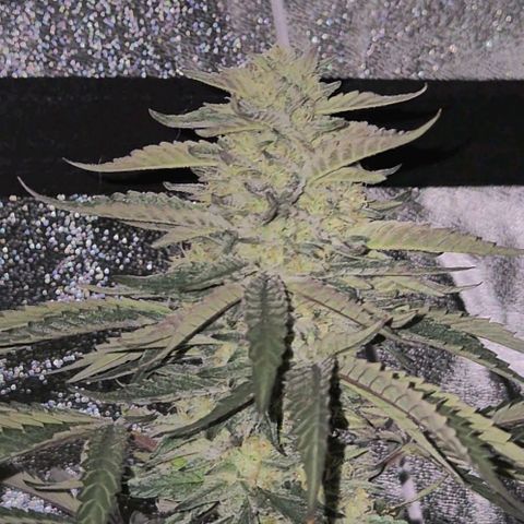 Ice cream cake 🍰 & permanent marker🖊(65-73bt) growlog timeline photo