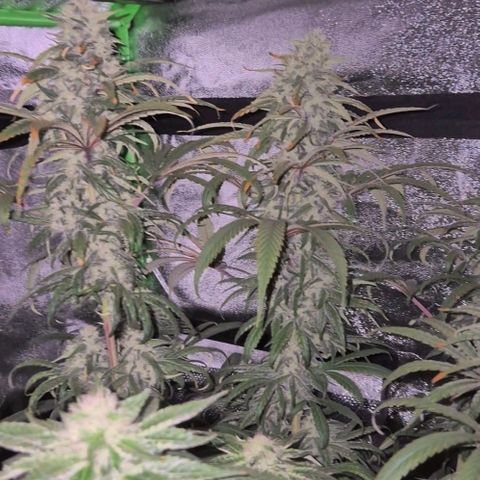 ICE 💚🧊 (63-70bt) growlog timeline photo