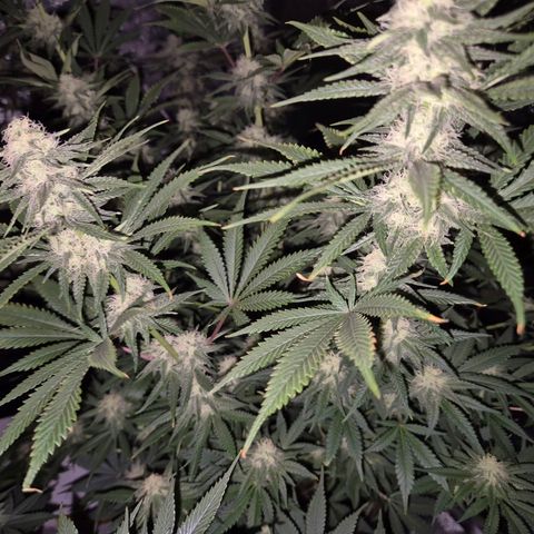 Tangerine dream 🌴 (60-65bt)  growlog timeline photo