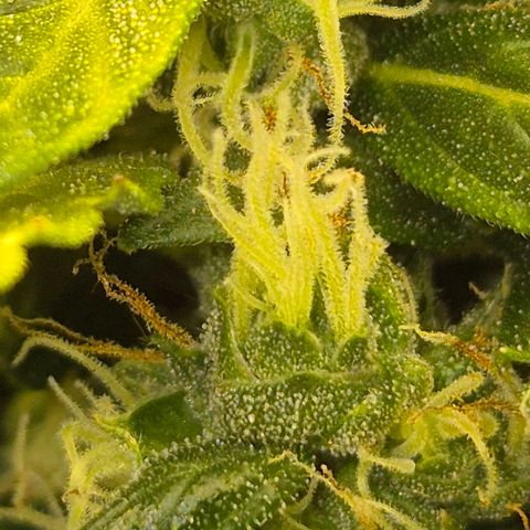💚CHOCOLOPE 🍫 ☕️auto (56-63 BT) growlog timeline photo