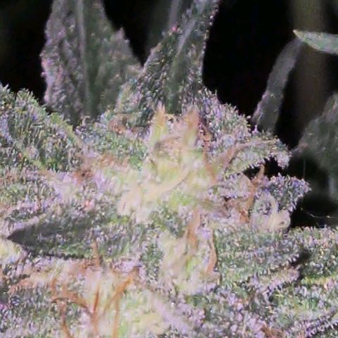 Ice cream cake 🍰 & permanent marker🖊(65-73bt) growlog timeline photo