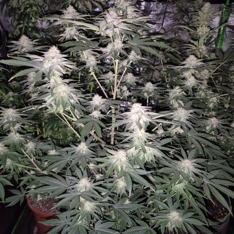 Mimosa evo stecki  🍊🍋🍍 (65-70bt) growlog timeline photo