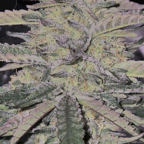 Ice cream cake 🍰 & permanent marker🖊(65-73bt) growlog timeline photo