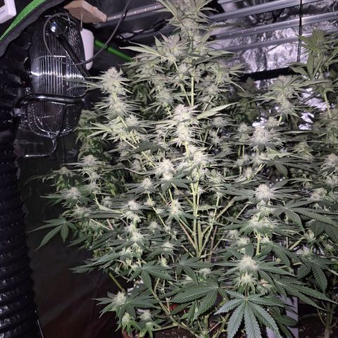 Mimosa evo stecki  🍊🍋🍍 (65-70bt) growlog timeline photo
