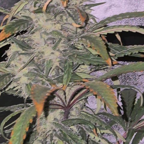 ICE 💚🧊 (63-70bt) growlog timeline photo