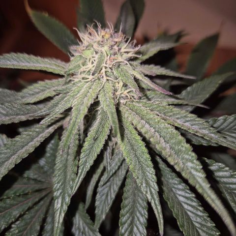 Mimosa evo stecki  🍊🍋🍍 (65-70bt) growlog timeline photo